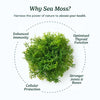 Sea Moss 16 In 1 Gummies