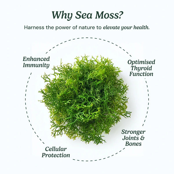 Sea Moss 16 In 1 Gummies