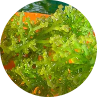 files/Wildcrafted_Sea_Moss-icon.webp