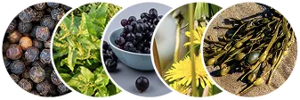 files/ingredient_iten.webp