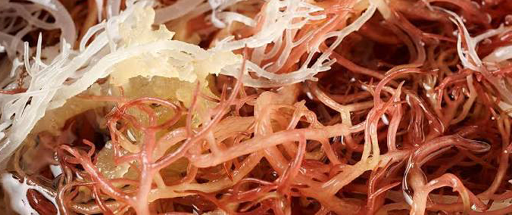 ingredient-img