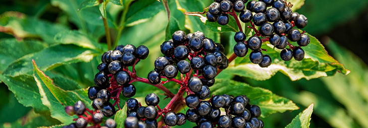 ingredient-img