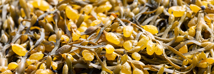 ingredient-img