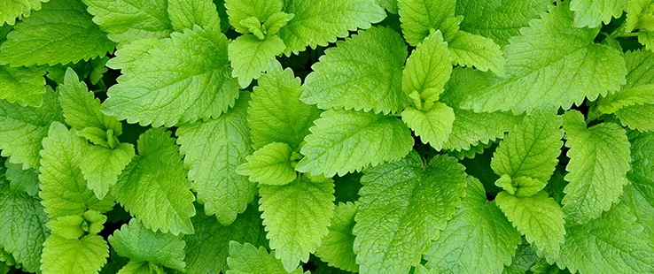 ingredient-img